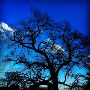Southern red oak by Godchaux Hall