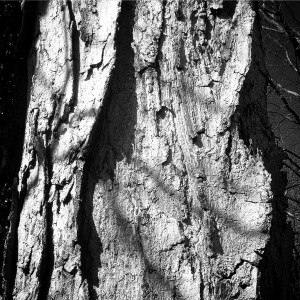Sugar maple bark