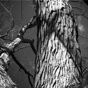 white oak bark