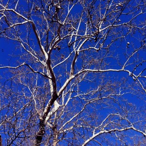 Sycamore near Sarratt Student Center
