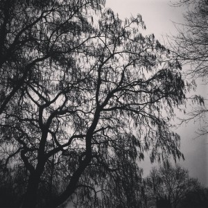 Catalpa pods on a cloudy day