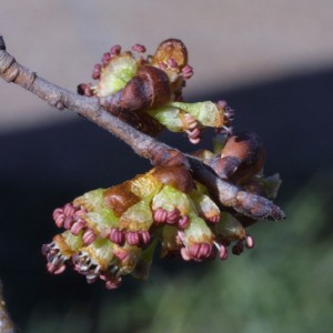 American elm flowers