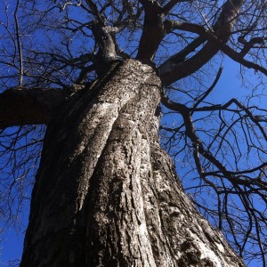 Catalpa near the Divinity School