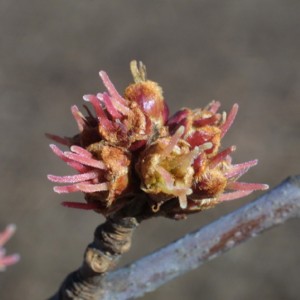 silver maple flowers