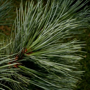 eastern white pine needles