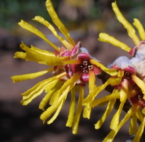 Ozark witchhazel flowers