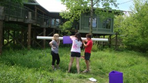Emerald ash borer trap assembly at Shelby Bottoms