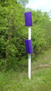 Finished EAB trap at Shelby Bottoms