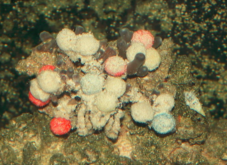 Decorator crab