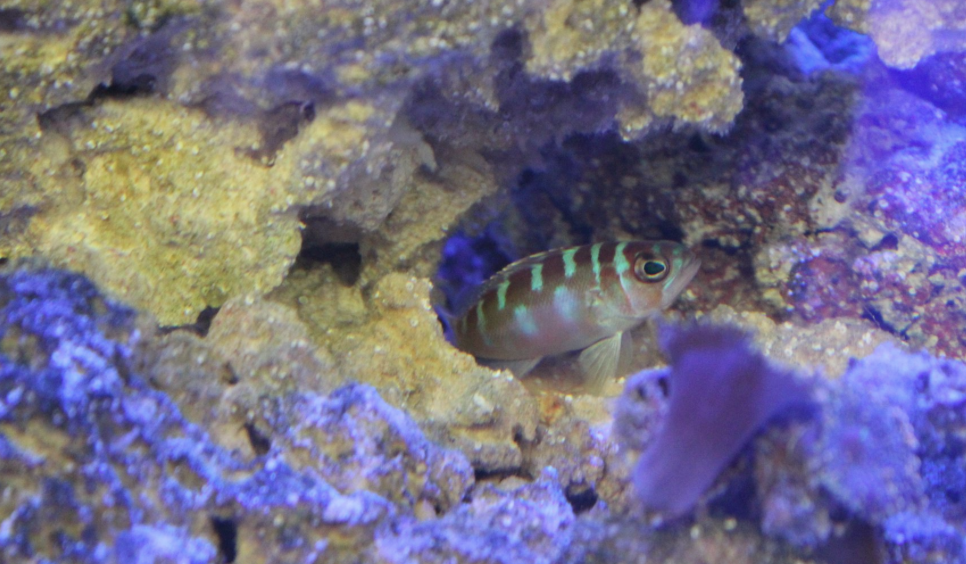 Chalk bass peeking out of live rock