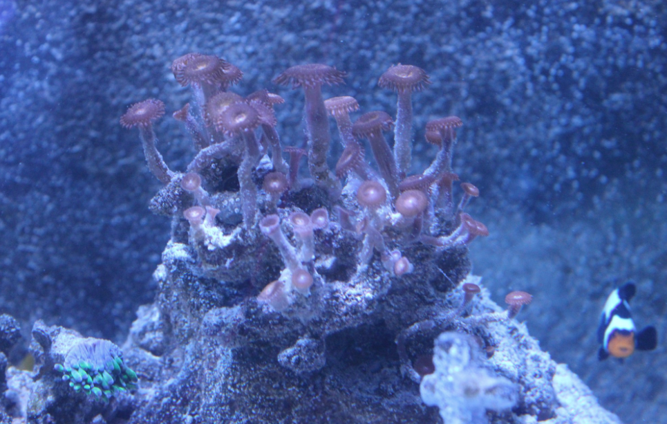 Soft coral