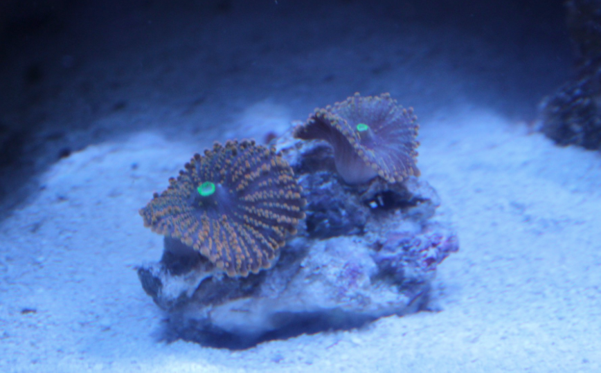 Soft coral