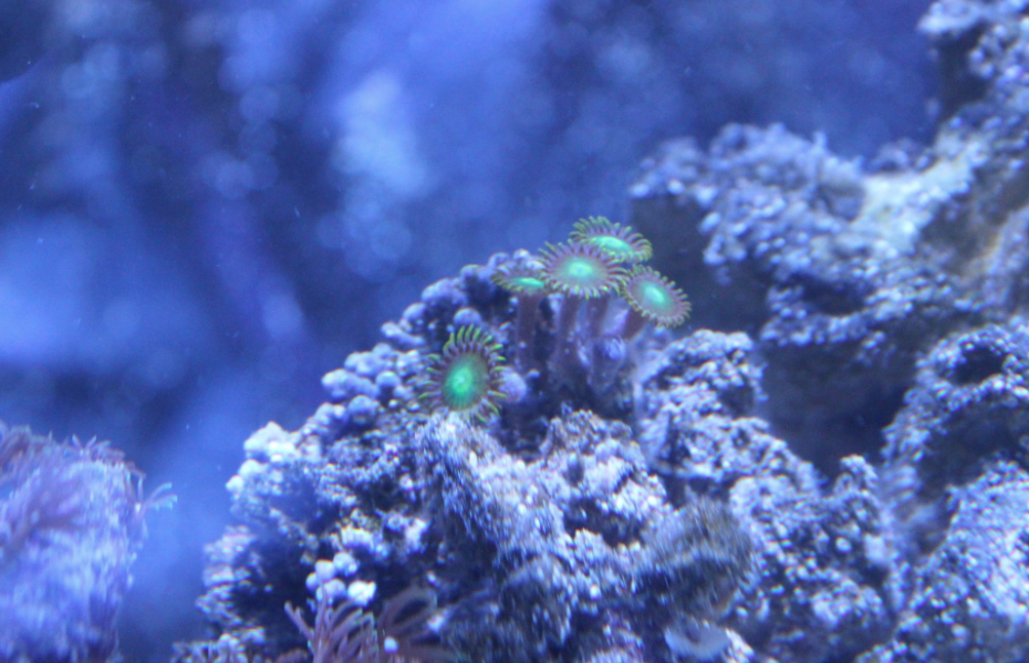 Soft Coral