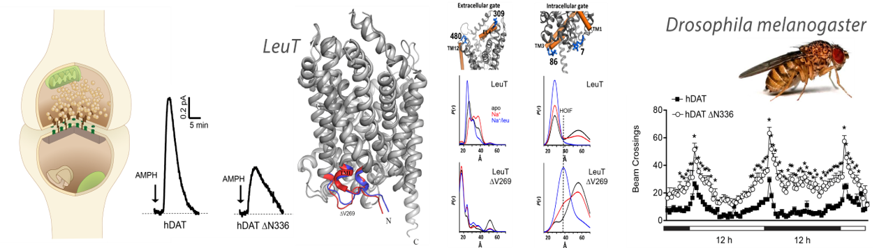 Molecular Basis of Genetic Diseases | Vanderbilt University